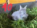 Hasen Zwerghasen Kaninchen L�wenkopf Bio Heu - Kaninchen & Hasen - Bild 10