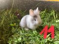 Hasen Zwerghasen Kaninchen L�wenkopf Bio Heu - Kaninchen & Hasen - Bild 11
