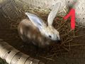 Hasen Zwerghasen Kaninchen L�wenkopf Bio Heu - Kaninchen & Hasen - Bild 2