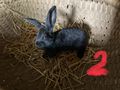 Hasen Zwerghasen Kaninchen L�wenkopf Bio Heu - Kaninchen & Hasen - Bild 3