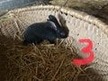 Hasen Zwerghasen Kaninchen L�wenkopf Bio Heu - Kaninchen & Hasen - Bild 4
