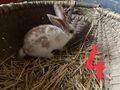 Hasen Zwerghasen Kaninchen L�wenkopf Bio Heu - Kaninchen & Hasen - Bild 5