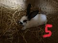 Hasen Zwerghasen Kaninchen L�wenkopf Bio Heu - Kaninchen & Hasen - Bild 6