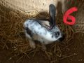 Hasen Zwerghasen Kaninchen L�wenkopf Bio Heu - Kaninchen & Hasen - Bild 7