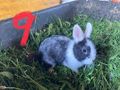 Hasen Zwerghasen Kaninchen L�wenkopf Bio Heu - Kaninchen & Hasen - Bild 9