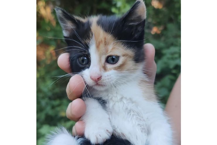 Katze Farben Zuhause - Mischlingskatzen - Bild 1