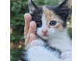 Katze Farben Zuhause - Mischlingskatzen - Bild 2