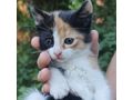 Katze Farben Zuhause - Mischlingskatzen - Bild 1