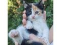 Katze Farben Zuhause - Mischlingskatzen - Bild 3