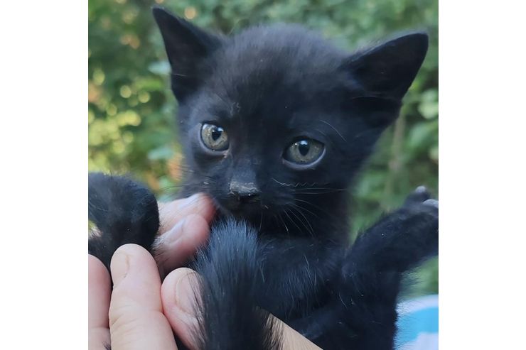 Katze Zuhause - Mischlingskatzen - Bild 1