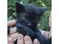Katze Zuhause - Mischlingskatzen - Bild 2