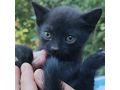 Katze Zuhause - Mischlingskatzen - Bild 1