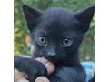 Katze Zuhause - Mischlingskatzen - Bild 3
