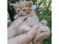 Ein seltenes Sch�tzchen Zuhause - Mischlingskatzen - Bild 3