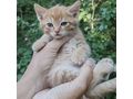 Ein seltenes Sch�tzchen Zuhause - Mischlingskatzen - Bild 4