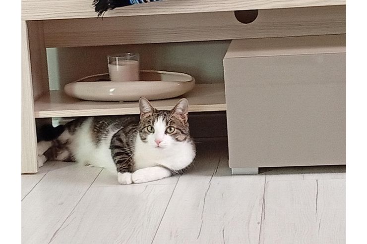 Katzen verschenken - Rassekatzen - Bild 1