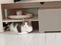 Katzen verschenken - Rassekatzen - Bild 1