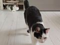 Katzen verschenken - Rassekatzen - Bild 2