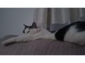 Katzen verschenken - Rassekatzen - Bild 3