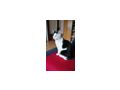 Katzen verschenken - Rassekatzen - Bild 5