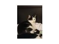 Katzen verschenken - Rassekatzen - Bild 6