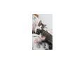 Katzen verschenken - Rassekatzen - Bild 7