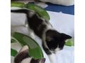 Katze Zuhause - Mischlingskatzen - Bild 2