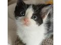 Katze Zuhause - Mischlingskatzen - Bild 3