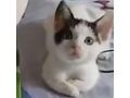 Katze Zuhause - Mischlingskatzen - Bild 2