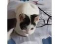 Katze Zuhause - Mischlingskatzen - Bild 3