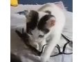 Katze Zuhause - Mischlingskatzen - Bild 4