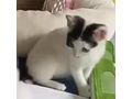 Katze Zuhause - Mischlingskatzen - Bild 1