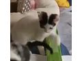 Katze Zuhause - Mischlingskatzen - Bild 5