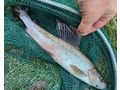 2 Tage Fliegenfischen Basiskurs - Sport - Bild 3