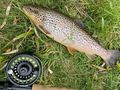 2 Tage Fliegenfischen Basiskurs - Sport - Bild 4