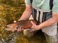 2 Tage Fliegenfischen Basiskurs - Sport - Bild 5