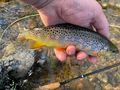 2 Tage Fliegenfischen Basiskurs - Sport - Bild 9