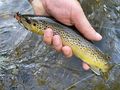 2 Tage Fliegenfischen Basiskurs - Sport - Bild 10