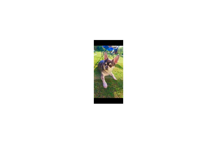 Chihuahua - Rassehunde - Bild 1