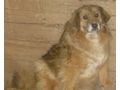Edna sehnt Zuhause NOTFALL - Mischlingshunde - Bild 1