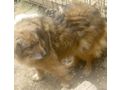Edna sehnt Zuhause NOTFALL - Mischlingshunde - Bild 3