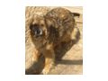 Edna sehnt Zuhause NOTFALL - Mischlingshunde - Bild 5