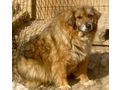 Edna sehnt Zuhause NOTFALL - Mischlingshunde - Bild 6