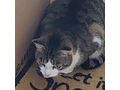 LUISA liebevolles Zuhause - Mischlingskatzen - Bild 2