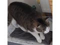 LUISA liebevolles Zuhause - Mischlingskatzen - Bild 3