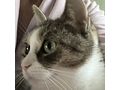 LUISA liebevolles Zuhause - Mischlingskatzen - Bild 1