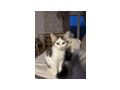 Kleine Katzenbabys abzugeben - Mischlingskatzen - Bild 1