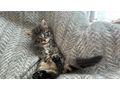 Kleine Katzenbabys abzugeben - Mischlingskatzen - Bild 3