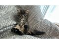 Kleine Katzenbabys abzugeben - Mischlingskatzen - Bild 5