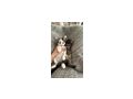 Kleine Katzenbabys abzugeben - Mischlingskatzen - Bild 6